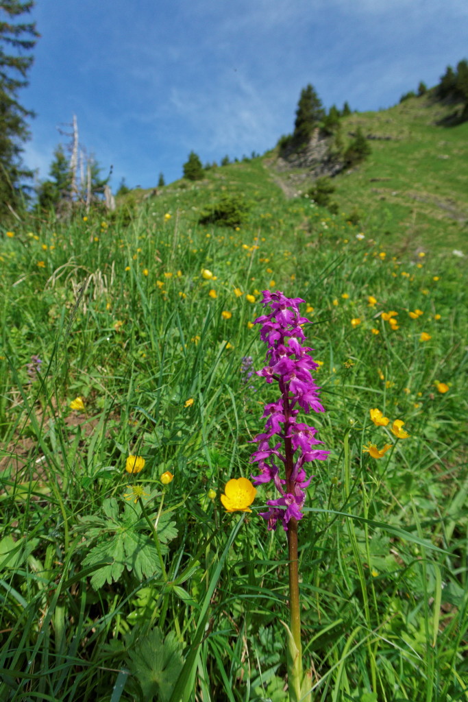 Alpenflora, Teil 1
