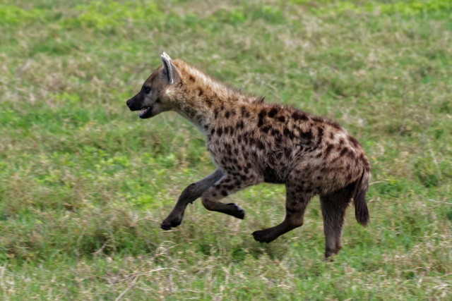 Es folgt eine Hyäne beim Morgensport