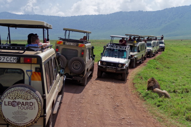 Verkehrschaos im Ngorongoro Krater