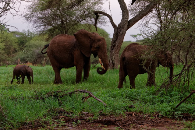 Elefanten beim Zmörgele