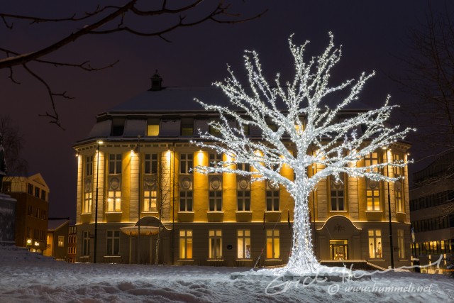 Kunstvoll beleuchteter Baum vor dem Kunsthaus